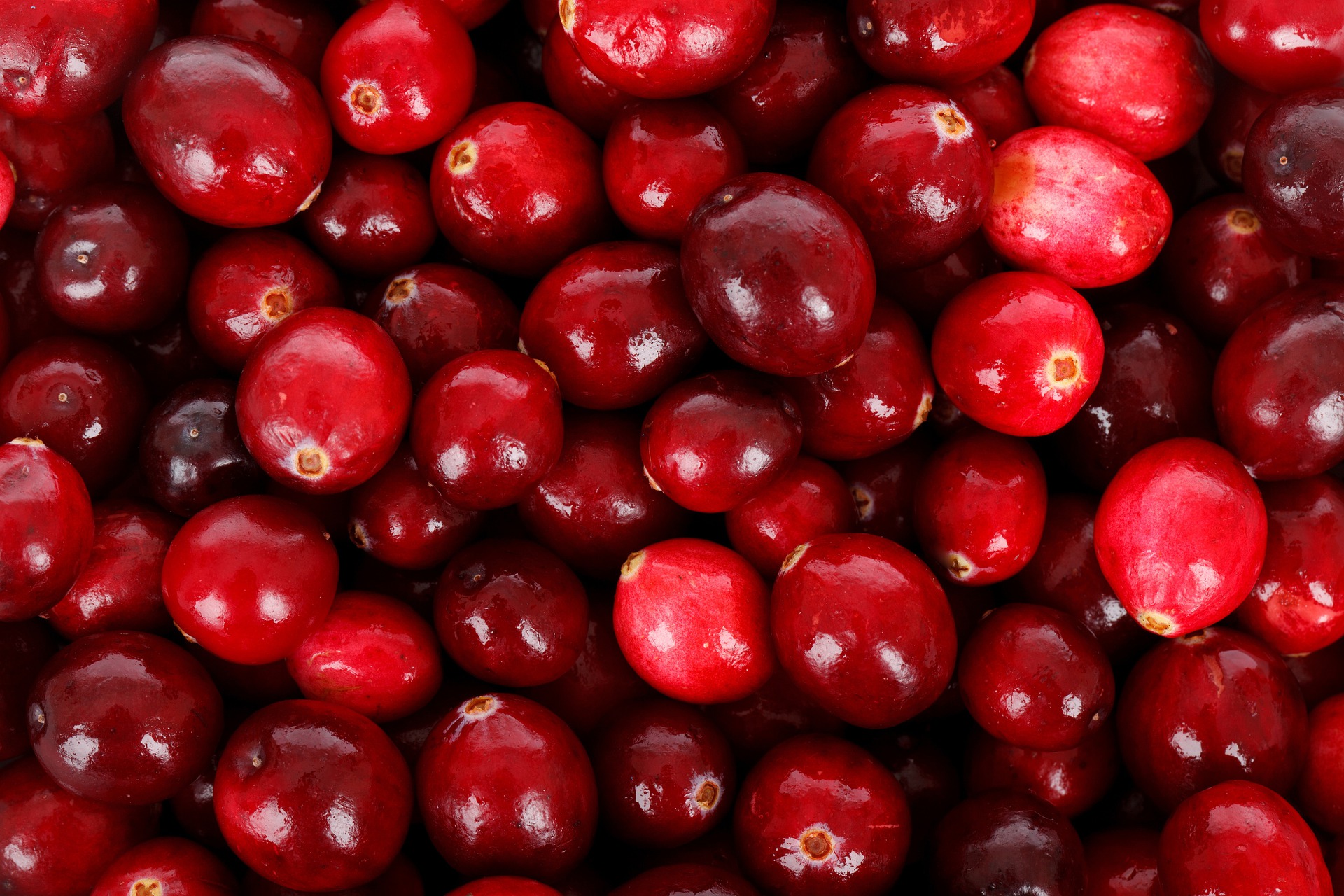 Cranberries für mehr Vitalität im Alltag